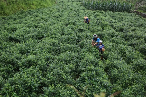 8月の第3土曜日はミツバチの日！今日からできる5つの保護アクション