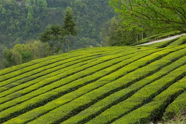 コンテナ栽培で大型植物が育つ？おすすめ8選と成功のコツ