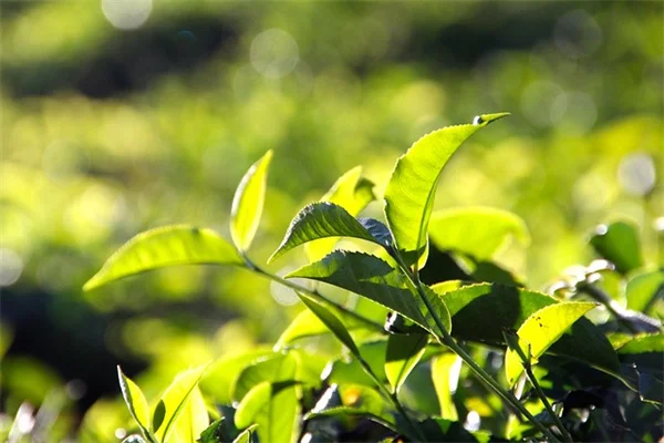 夏に剪定してはいけない植物7選｜知らないと後悔する理由