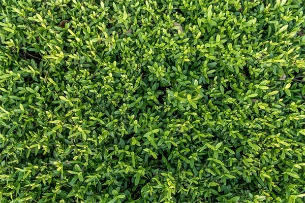 太平洋北西部の多年草：在来種と半日陰向けの選び方と育て方のコツ